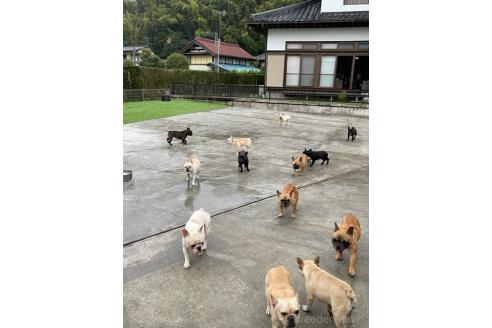 倉田きよみブリーダーの詳細